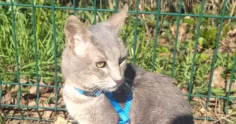 romane pet sitter à POITIERS 86000