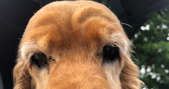 rémi pet sitter à PARIS 20 75020_1