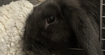 amélie  pet sitter à La ferté-milon 02460_6