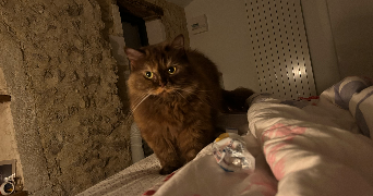 vahilina pet sitter à HEROUVILLE ST CLAIR 14200_2