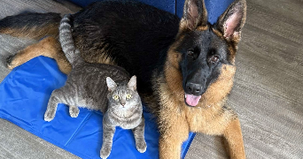 emma pet sitter à MONTLOUIS SUR LOIRE 37270_5