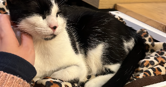 carole cat sitter à RENNES 35700_3