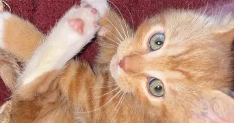 elsa pet sitter à URIMENIL 88220