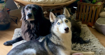morgane pet sitter à VILLENEUVE LE ROI 94290_4
