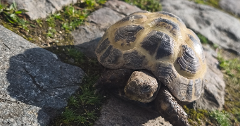 ophely pet sitter à HAISNES 62138_6