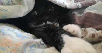 marina pet sitter à MAINVILLIERS 28300_1