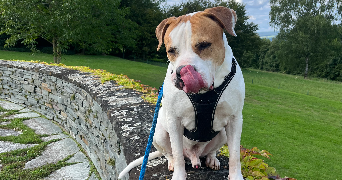 léna pet sitter à SEDAN 08200_2