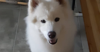 charlotte pet sitter à MARLY 57155_3