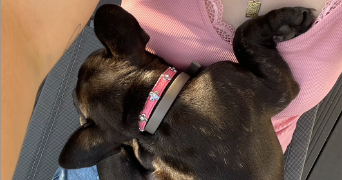 lucie pet sitter à LILLE 59000_3