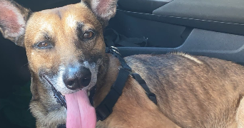 erica pet sitter à CARPENTRAS 84200_7