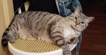 manon pet sitter à BESANCON 25000_0