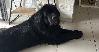 loanne pet sitter à ST JEAN DE VEDAS 34430_2