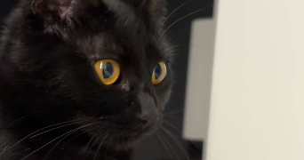athynea pet sitter à ST JEAN DE VERGES 09000_0
