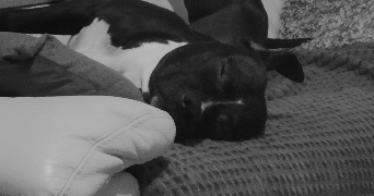 lietard pet sitter à LILLE 59800_0