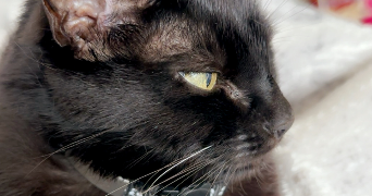 marine pet sitter à MONTREUIL 93100_1