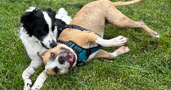 enala pet sitter à PAYRIN AUGMONTEL 81660_1