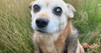 julia pet sitter à LA CHAPELLE DU MONT DE FRANCE 71520_3