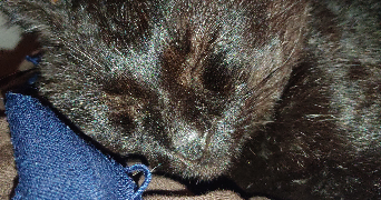assia pet sitter à LILLE 59000_1
