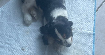 laura pet sitter à CHAMPIGNY SUR MARNE 94500_5