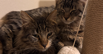 chaima pet sitter à LEVALLOIS PERRET 92300_2