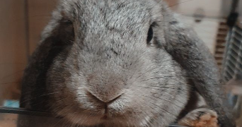yvelise pet sitter à VANVILLE 77370_3