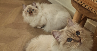 corentine pet sitter à SIVRY ANTE 51800_3