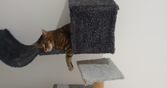celine pet sitter à LANGEAIS 37130_4