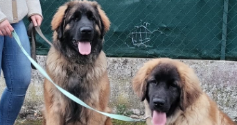 félicien pet sitter à SULLY SUR LOIRE 45600_2