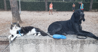 maëliss pet sitter à Draguignan 83300_5