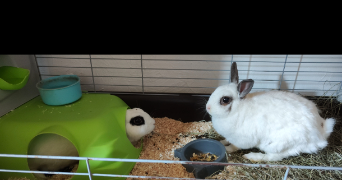 elisa pet sitter à LANESTER 56600_9