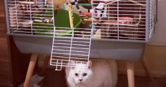 florence pet sitter à MULHOUSE 68100_5