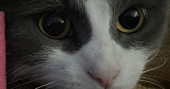 claire pet sitter à ST MARTIN DE CRAU 13310_4