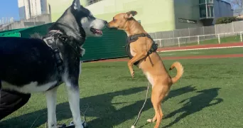 eya pet sitter à AUBERVILLIERS 93300