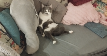 bianca  pet sitter à BAGNOLS SUR CEZE 30200_2