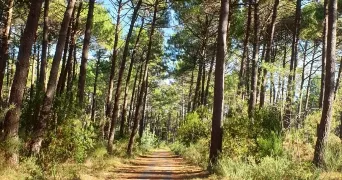 veuliah pet sitter à ANGLET 64600