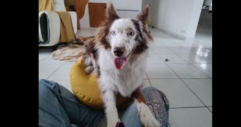 paysant pet sitter à ANGERS 49000_2