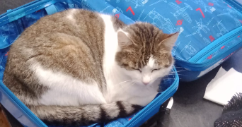 stéphanie pet sitter à MONTBERT 44140_0