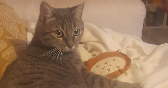 emilie pet sitter à NEUVILLE SUR SARTHE 72190_2