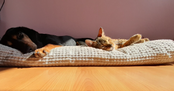 amelie pet sitter à ST DIE DES VOSGES 88100_6