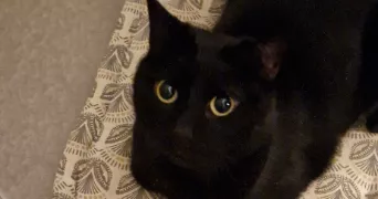 michelle pet sitter à JACOB BELLECOMBETTE 73000
