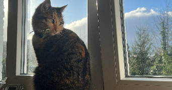 asma pet sitter à MARCQ EN BAROEUL 59700_2