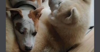 maïwen pet sitter à BELFORT 90000_2