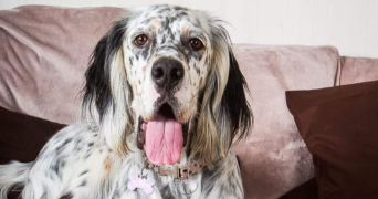 manon pet sitter à LE GUE DE LONGROI 28700_2