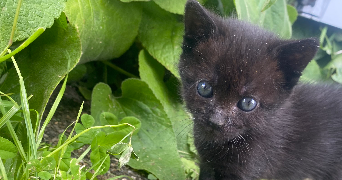 eugenie pet sitter à JOUY SUR EURE 27120_0