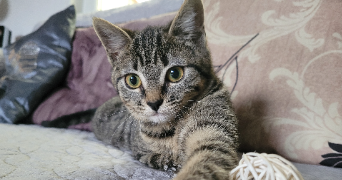 anaïs  pet sitter à VIEIL HESDIN 62770_5