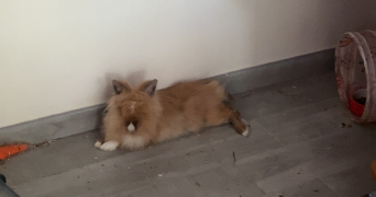 madison pet sitter à Bourges 18000_6