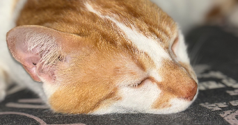 lisa pet sitter à LYON 07 69007_1