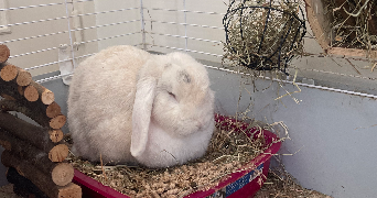 justine pet sitter à CALUIRE ET CUIRE 69300_5