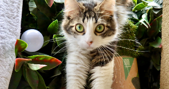 matteo pet sitter à ST ANDRE DE LA ROCHE 06730_1