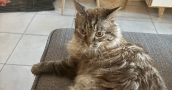 clémence cat sitter à MONTPELLIER 34070_3